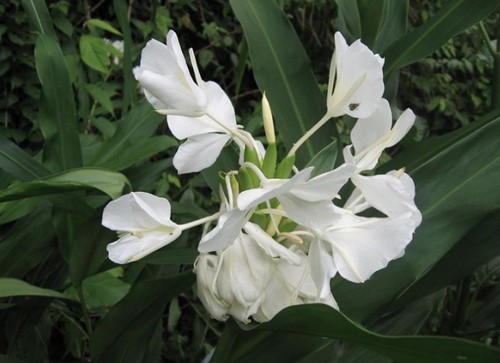 hedychium coronarium fioritura estiva