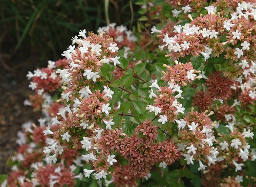 abelia tappezzante fioritura estiva