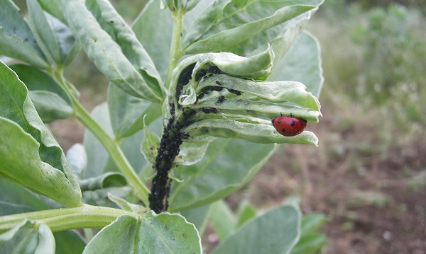 afide nero fava insetto parassita