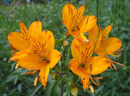 alstroemeria aurantica fioritura estiva