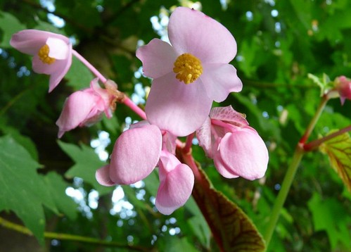 begonia evansiana fioritura estiva