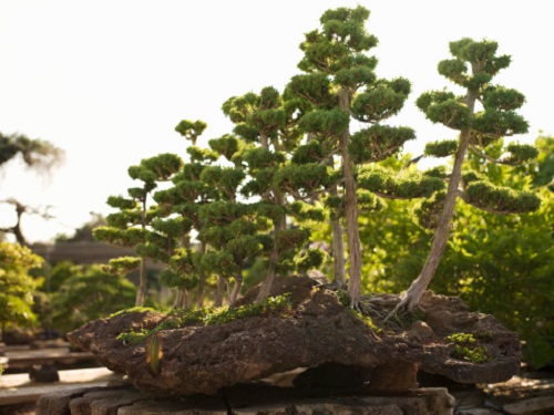 bonsai cure estive esposizione irrigazione