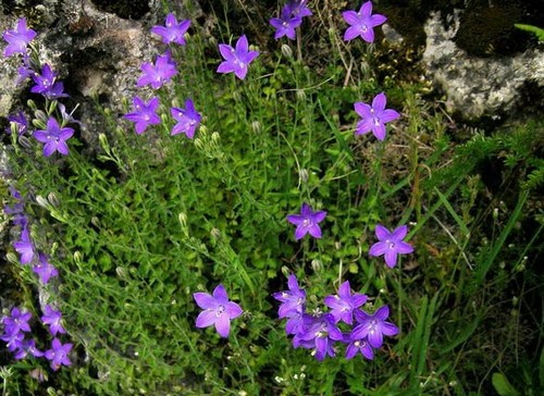 campanula arvantica fioritura estiva