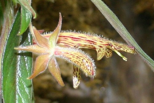 columnea schiedeana fioritura estiva