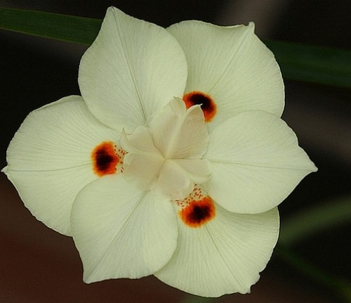 dietes bulbosa estiva