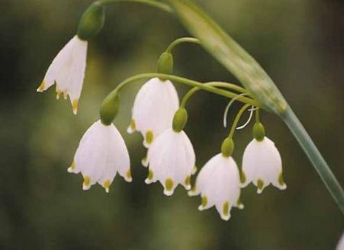 leucojum aestivum