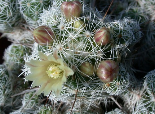 mammillaria gracilis fioritura estiva