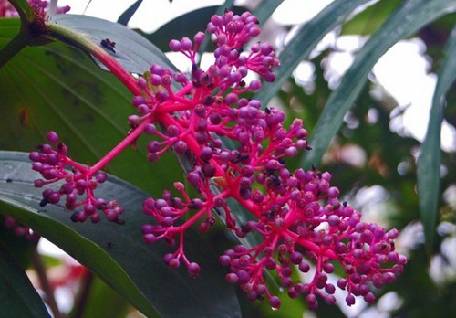 medinilla speciosa fioritura estiva