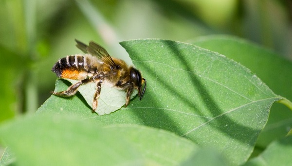 megachile rose attenzione foglie