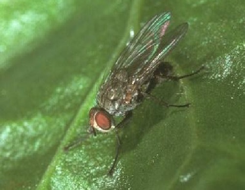 mosca bietola insetto parassita
