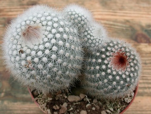 notocactus scopa pianta grassa