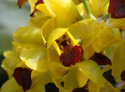 Orchidea Baptistonia, fioritura estiva