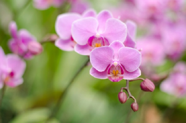 orchidee  cure estive