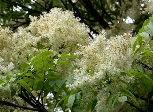 Orniello, albero ornamentale