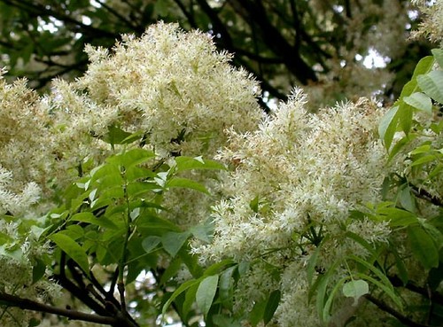 orniello, albero ornamentale