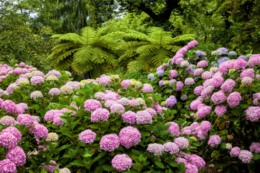 significato fiori ortensia