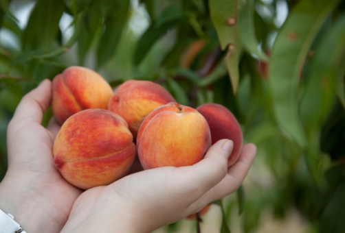 concimi favorire fruttificazione piante