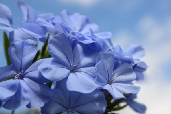 arredare giardino balcone estivo plumbago