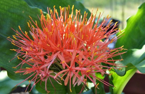 scadoxus bulbosa fioritura estiva