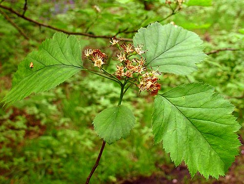 ciavardello albero da frutto