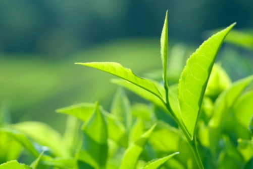 Melaleuca alternifolia, la pianta del tea tree oil