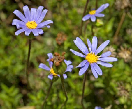 felicia amelloides fiortitura estiva