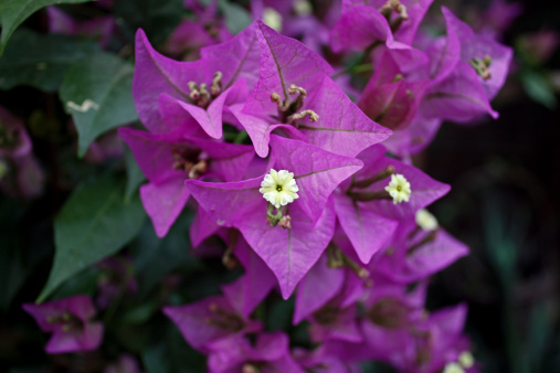 bouganvillea spectabilis fioritura estiva