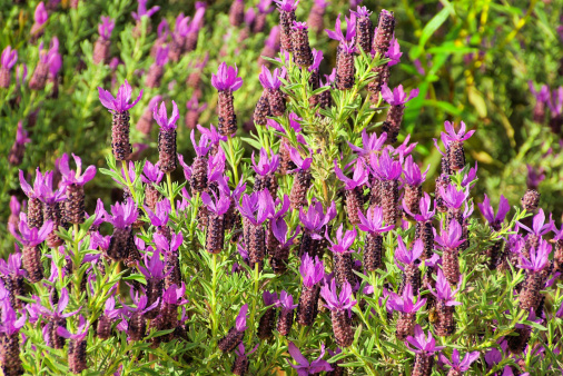 lavanda stoechas fioritura estiva