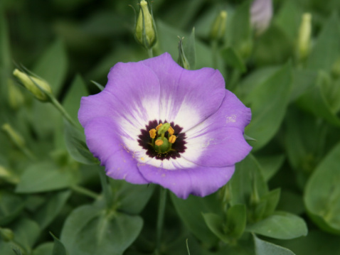 eustoma fiore reciso