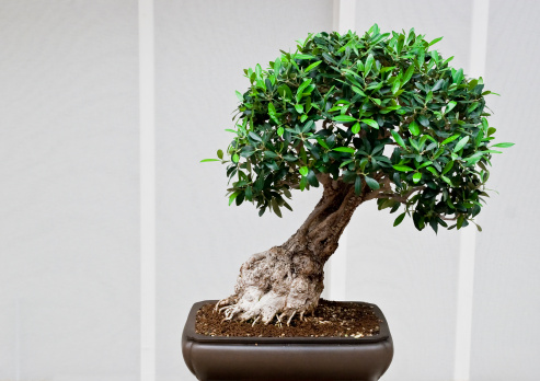 ulivo bonsai