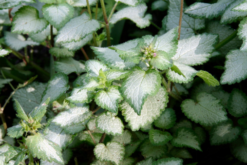 lamium tappezzante perenne