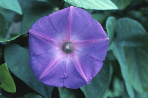 ipomoea purpurea fioritura estiva