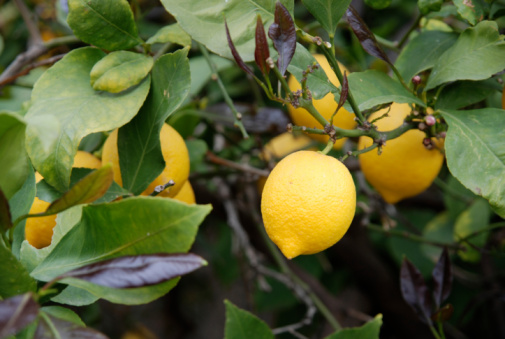 limone bonsai