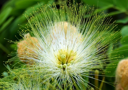 albizia lebbeck resistente salsedine