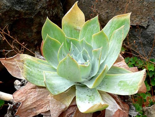 Dudleya-pulverulenta