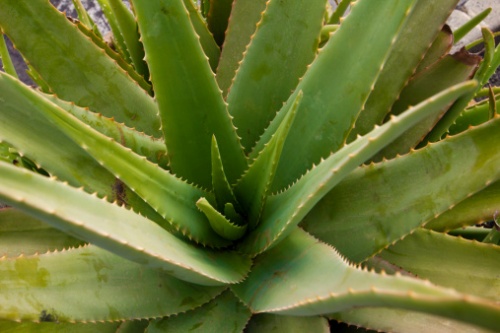 aloe coltivazione