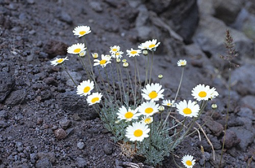 anthemis aetnensis