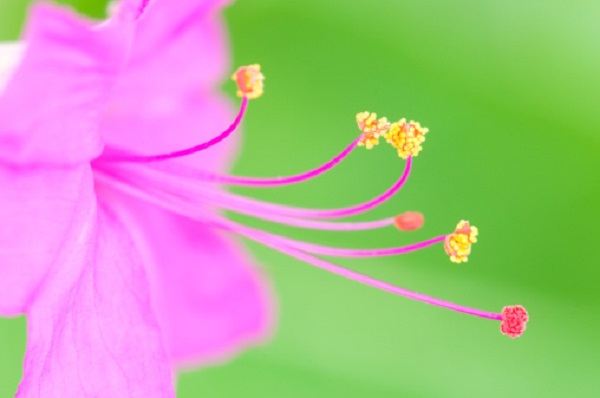 fiori notturni sere estate cactus gelsomini