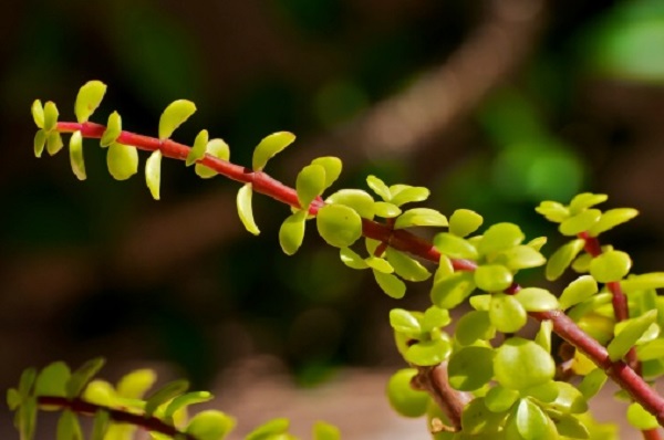 crassula vietata inghilterra