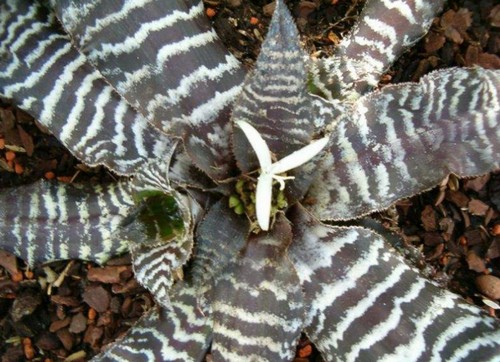 cryptanthus varietà cure