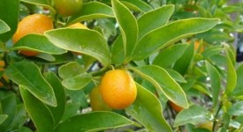 fortunella margarita