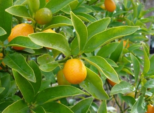 Fortunella margarita, albero da frutto