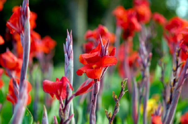 significato fiori gladiolo