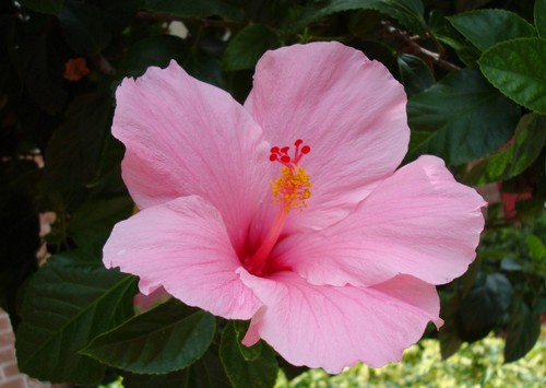 Hibiscus roseus, ideale per il clima marino