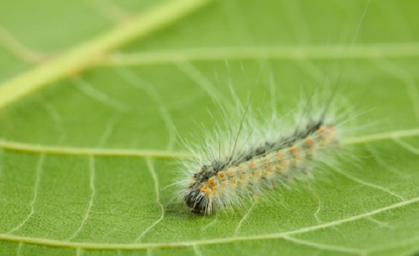 ifantria americana insetto parassita