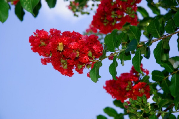 arredare giardino estate lagerstroemia