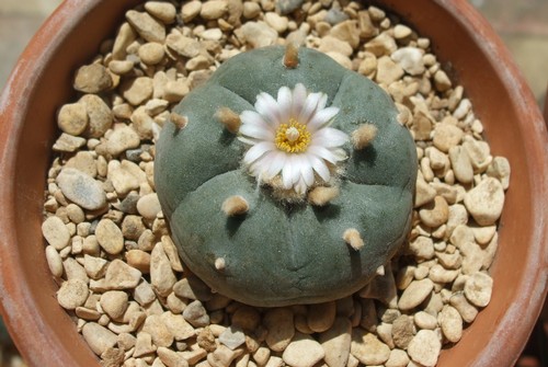 lophophora pianta grassa allucinogena