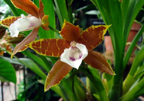 miltonia canida orchidea fioritura estiva