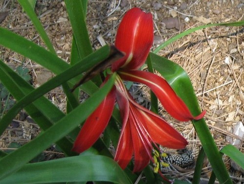 sprekelia formosissima bulbosa perenne