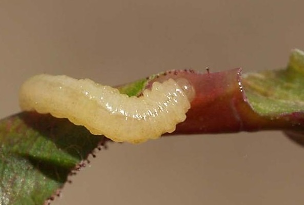 tentredine germogli parassita rose